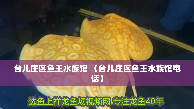 臺兒莊區魚王水族館 （臺兒莊區魚王水族館電話）