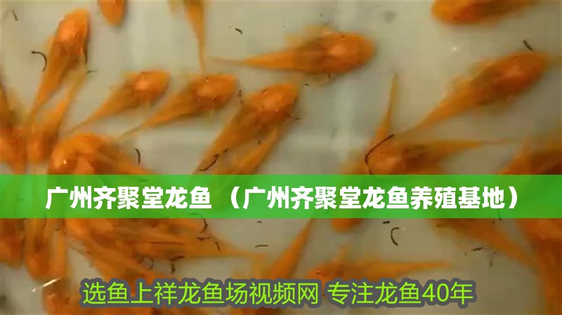廣州齊聚堂龍魚(yú) （廣州齊聚堂龍魚(yú)養(yǎng)殖基地）