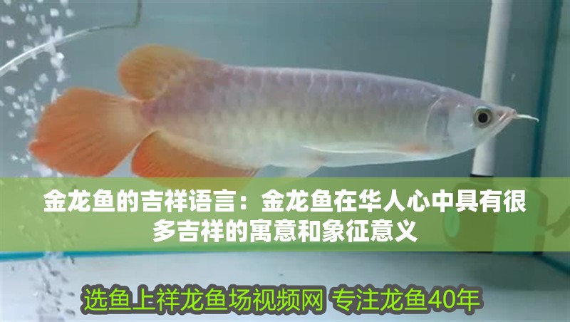 金龍魚的吉祥語言：金龍魚在華人心中具有很多吉祥的寓意和象征意義