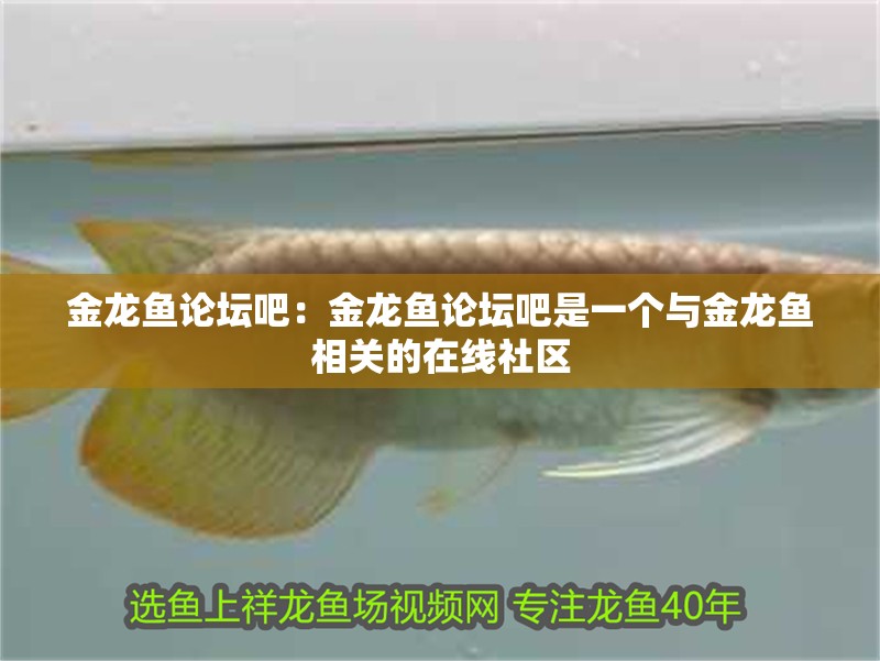 金龍魚論壇吧：金龍魚論壇吧是一個與金龍魚相關的在線社區