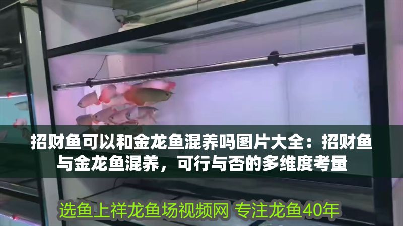 招財魚可以和金龍魚混養嗎圖片大全：招財魚與金龍魚混養，可行與否的多維度考量