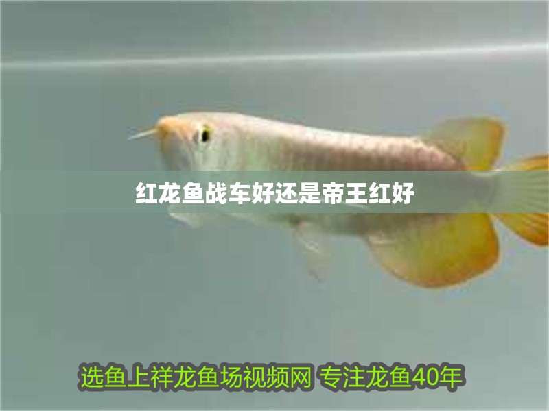 紅龍魚戰車好還是帝王紅好