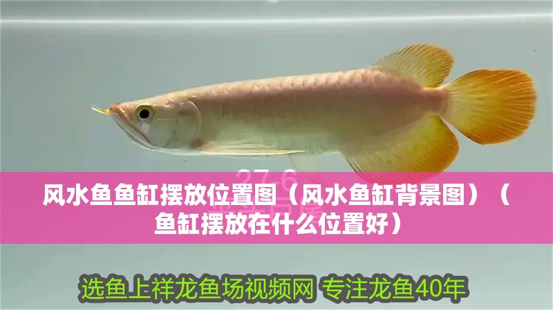 風水魚魚缸擺放位置圖（風水魚缸背景圖）（魚缸擺放在什么位置好）