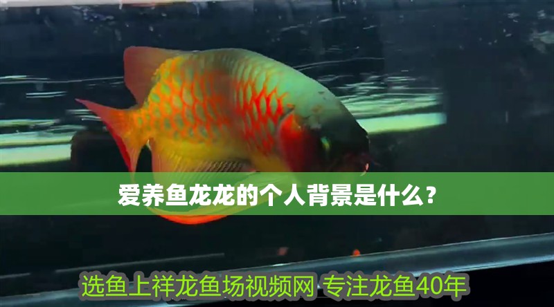 愛養魚龍龍的個人背景是什么？