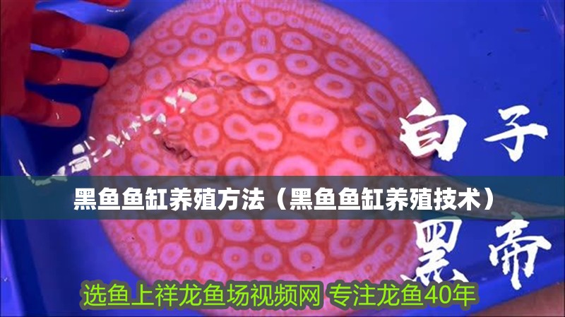 黑魚魚缸養殖方法（黑魚魚缸養殖技術）