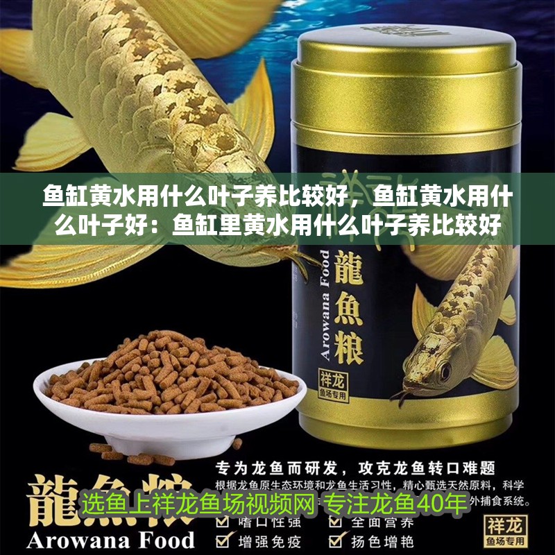 魚缸黃水用什么葉子養比較好，魚缸黃水用什么葉子好：魚缸里黃水用什么葉子養比較好