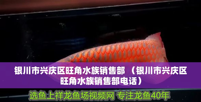 銀川市興慶區(qū)旺角水族銷售部 （銀川市興慶區(qū)旺角水族銷售部電話）