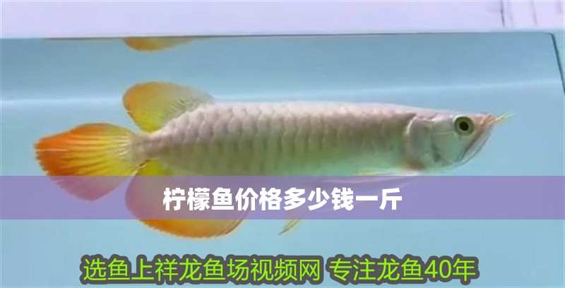 檸檬魚價(jià)格多少錢一斤