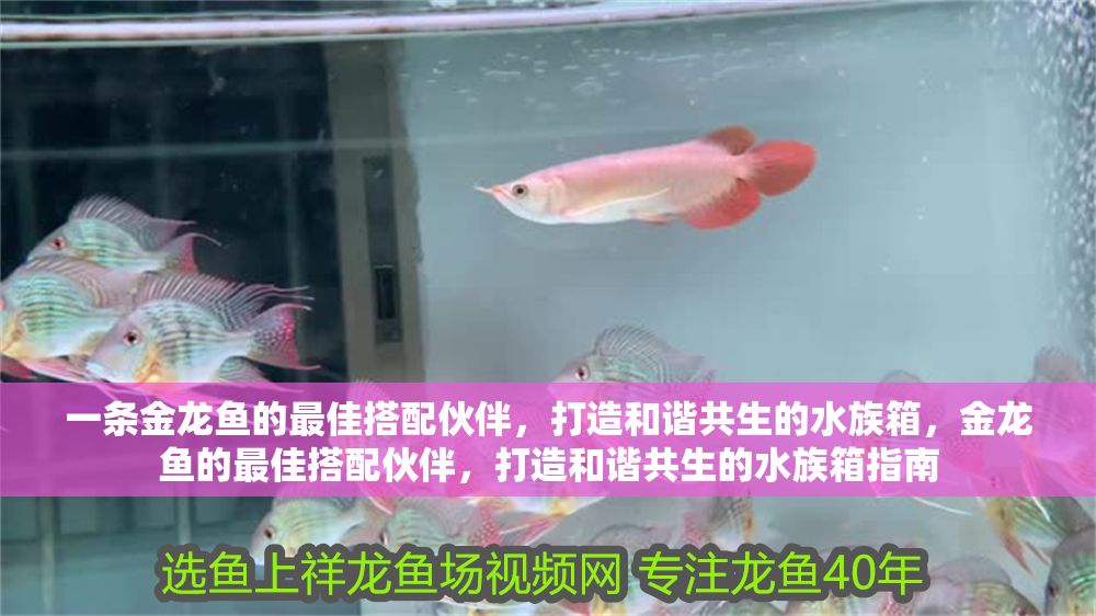 一條金龍魚的最佳搭配伙伴，打造和諧共生的水族箱，金龍魚的最佳搭配伙伴，打造和諧共生的水族箱指南