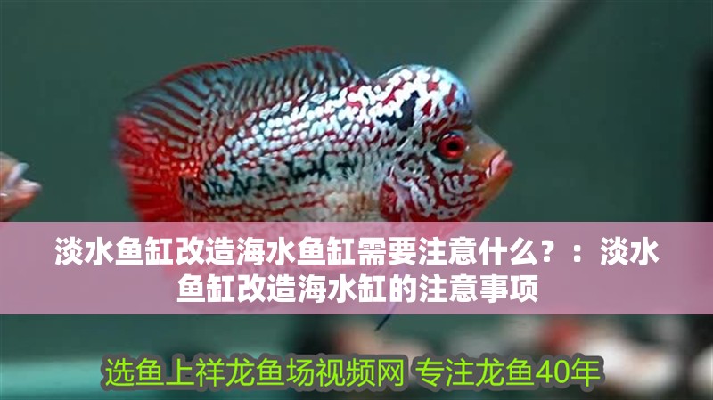 龍魚干蝦有營養(yǎng)嗎 淡水魚缸改造海水魚缸需要注意什么?:淡水魚缸改造海水缸的注意事項 魚缸百科 淡水魚缸改造海水魚缸需要注意什么?:淡水魚缸改造海水缸的注意事項 淡水魚缸改造海水魚缸需要注意什么?:淡水魚缸改造海水缸的注意事項 魚缸百科
