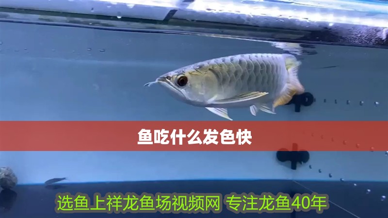 魚吃什么發色快