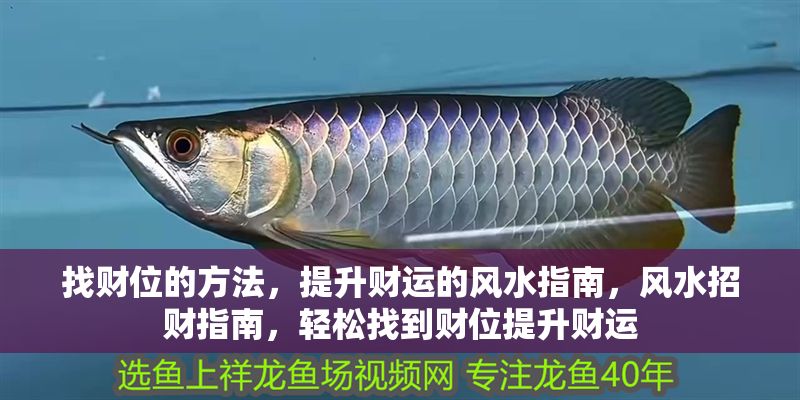 找財位的方法,提升財運的風水指南,風水招財指南,輕松找到財位提升財運 龍魚百科 第1張 找財位的方法,提升財運的風水指南,風水招財指南,輕松找到財位提升財運 找財位的方法,提升財運的風水指南,風水招財指南,輕松找到財位提升財運 龍魚百科 第1張