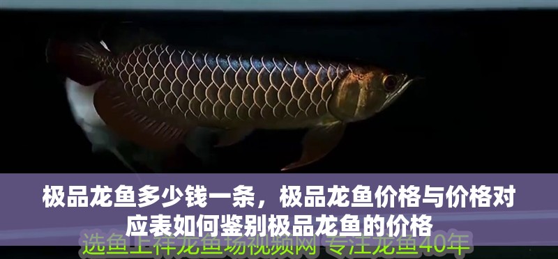 極品龍魚多少錢一條，極品龍魚價格與價格對應表如何鑒別極品龍魚的價格