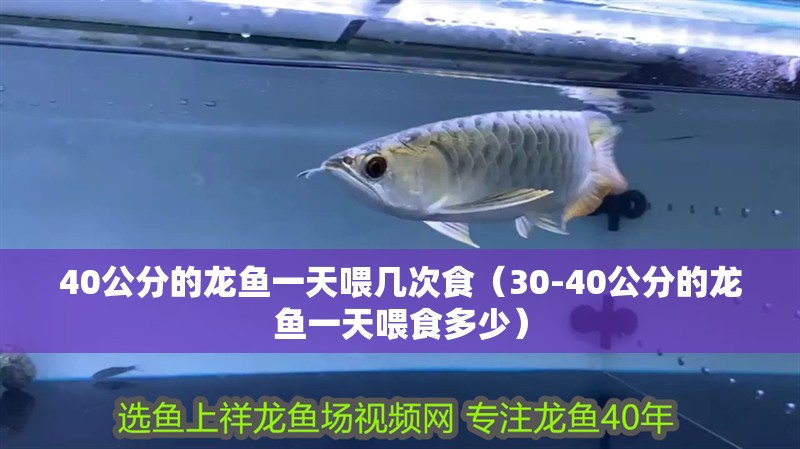 40公分的龍魚一天喂幾次食（30-40公分的龍魚一天喂食多少）