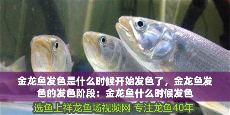 金龍魚發色是什么時候開始發色了，金龍魚發色的發色階段：金龍魚什么時候發色