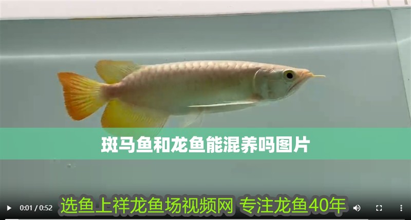 斑馬魚和龍魚能混養(yǎng)嗎圖片