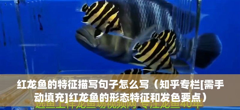 紅龍魚的特征描寫句子怎么寫（知乎專欄[需手動(dòng)填充]紅龍魚的形態(tài)特征和發(fā)色要點(diǎn)）