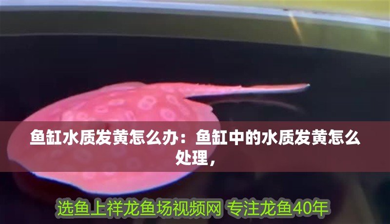 魚缸水質發黃怎么辦：魚缸中的水質發黃怎么處理，