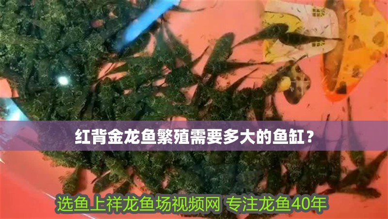 紅背金龍魚繁殖需要多大的魚缸？