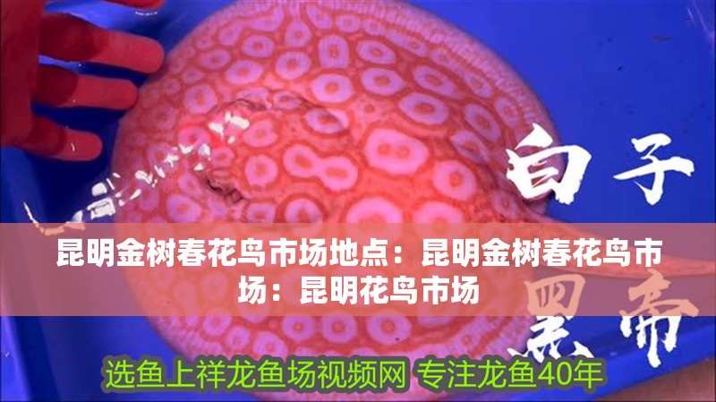 <strong><mark>昆明</mark></strong>金樹春花鳥市場(chǎng)地點(diǎn)：<strong><mark>昆明</mark></strong>金樹春花鳥市場(chǎng)：<strong><mark>昆明</mark></strong>花鳥市場(chǎng)
