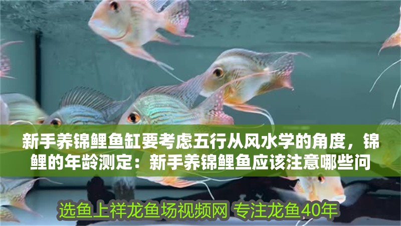 新手養(yǎng)錦鯉魚缸要考慮五行從風(fēng)水學(xué)的角度，錦鯉的年齡測(cè)定：新手養(yǎng)錦鯉魚應(yīng)該注意哪些問題？