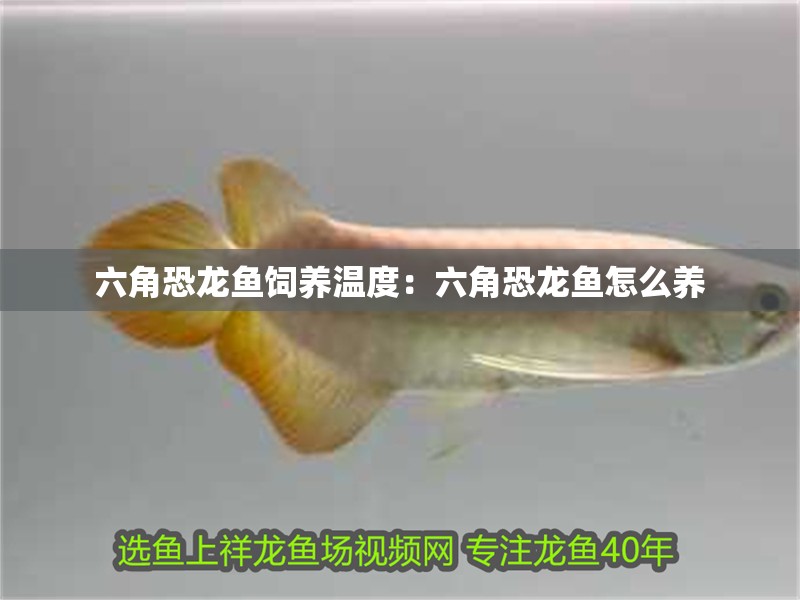 六角恐龍魚飼養(yǎng)溫度：六角恐龍魚怎么養(yǎng)