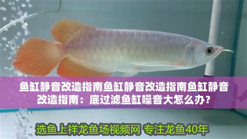 魚缸造景先放沙還是先放水(魚缸造景先鋪沙還是先放石頭) 魚缸靜音改造指南魚缸靜音改造指南魚缸靜音改造指南:底過濾魚缸噪音大怎么辦? 魚缸百科 魚缸靜音改造指南魚缸靜音改造指南魚缸靜音改造指南:底過濾魚缸噪音大怎么辦? 魚缸靜音改造指南魚缸靜音改造指南魚缸靜音改造指南:底過濾魚缸噪音大怎么辦? 魚缸百科