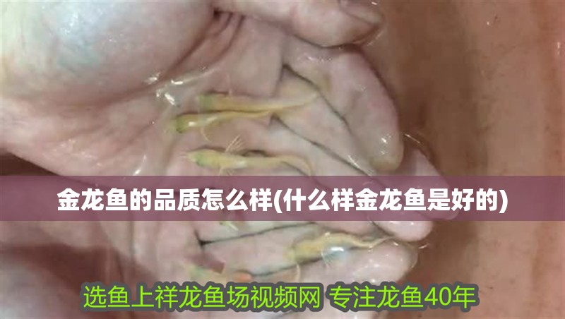 金龍魚(yú)的品質(zhì)怎么樣(什么樣金龍魚(yú)是好的)