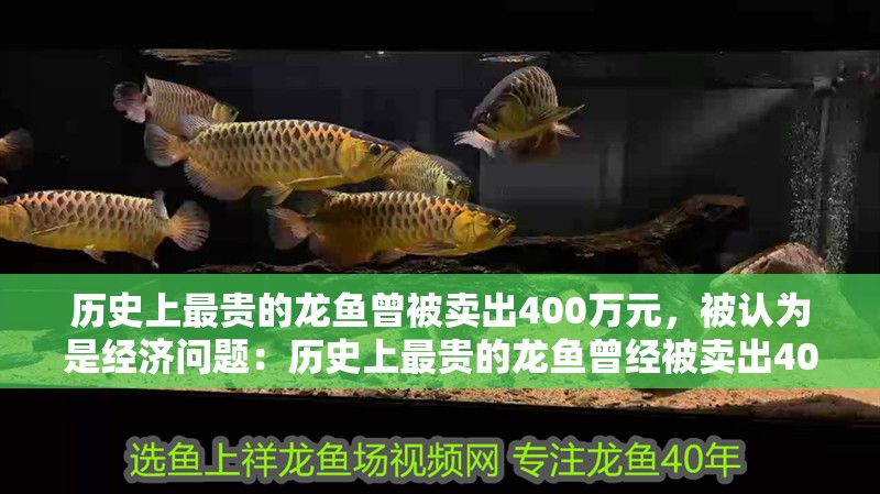 歷史上最貴的龍魚曾被賣出400萬元，被認為是經濟問題：歷史上最貴的龍魚曾經被賣出400萬元的價格