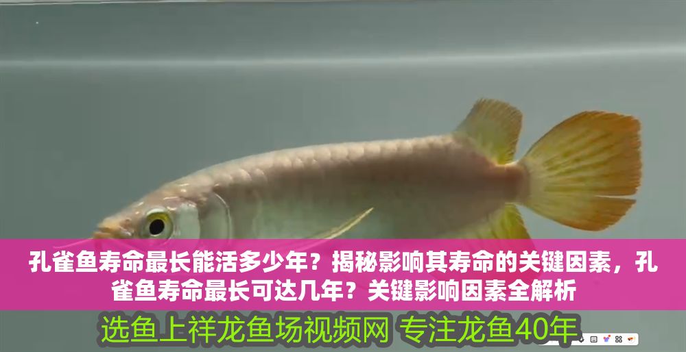 孔雀魚壽命最長能活多少年？揭秘影響其壽命的關(guān)鍵因素，孔雀魚壽命最長可達幾年？關(guān)鍵影響因素全解析
