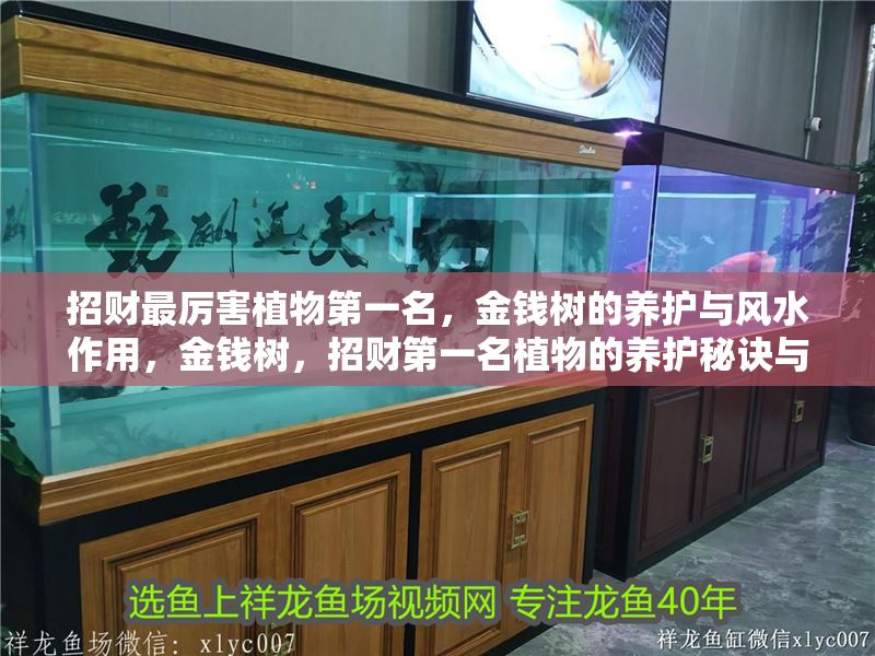 招財最厲害植物第一名，金錢樹的養護與風水作用，金錢樹，招財第一名植物的養護秘訣與風水功效