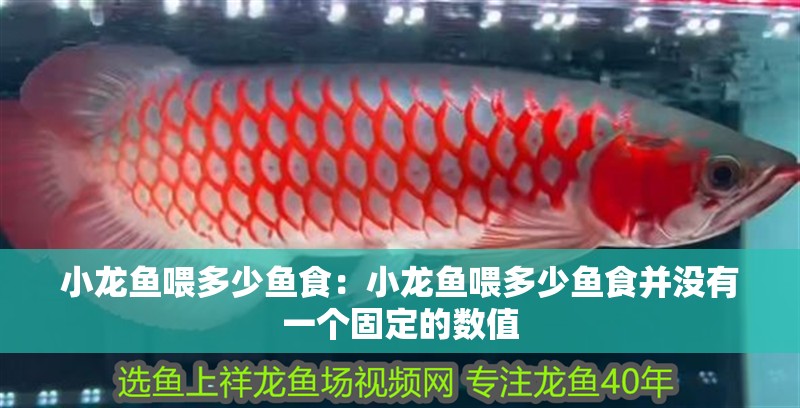 小龍魚喂多少魚食：小龍魚喂多少魚食并沒有一個固定的數(shù)值 小龍魚喂多少魚食：小龍魚喂多少魚食并沒有一個固定的數(shù)值 龍魚百科