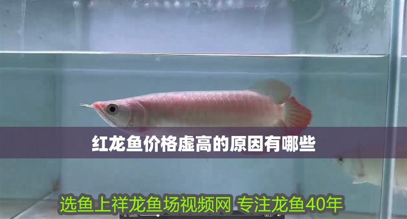 紅龍魚價格虛高的原因有哪些