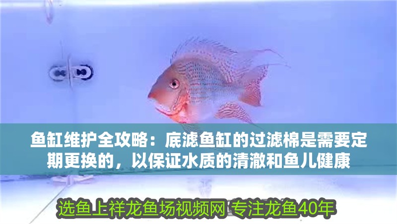 魚缸維護全攻略：底濾魚缸的過濾棉是需要定期更換的，以保證水質的清澈和魚兒健康