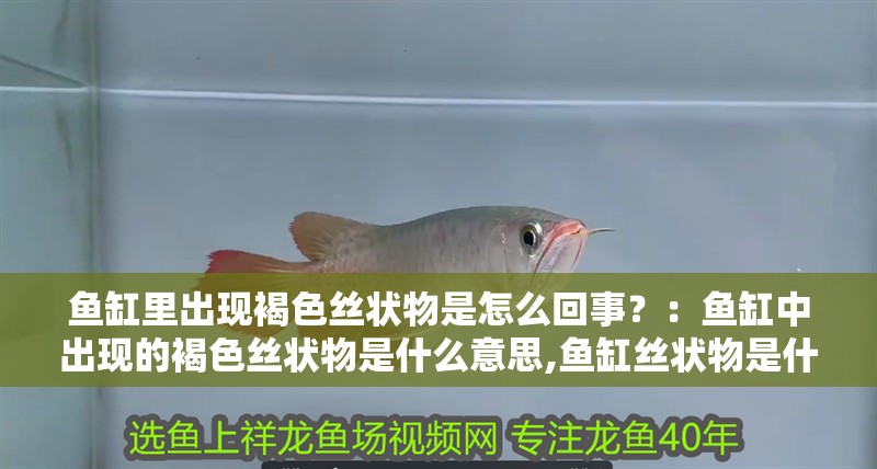 魚缸造景先放沙還是先放水(魚缸造景先鋪沙還是先放石頭) 魚缸里出現褐色絲狀物是怎么回事?:魚缸中出現的褐色絲狀物是什么意思,魚缸絲狀物是什么意思 魚缸百科 魚缸里出現褐色絲狀物是怎么回事?:魚缸中出現的褐色絲狀物是什么意思,魚缸絲狀物是什么意思 魚缸里出現褐色絲狀物是怎么回事?:魚缸中出現的褐色絲狀物是什么意思,魚缸絲狀物是什么意思 魚缸百科