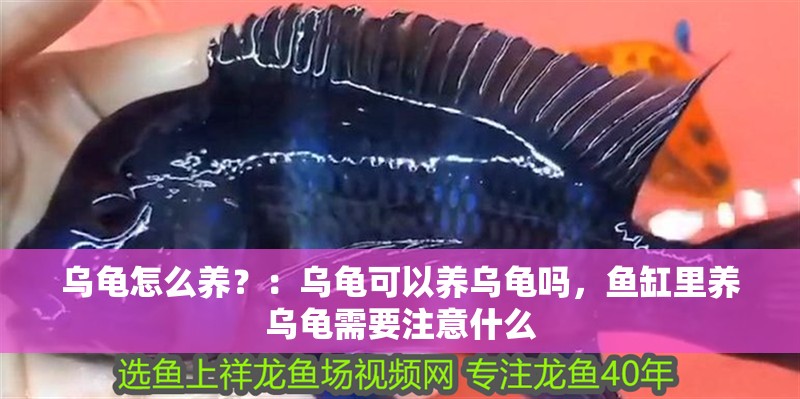 烏龜怎么養(yǎng)？：烏龜可以養(yǎng)烏龜嗎，魚缸里養(yǎng)烏龜需要注意什么