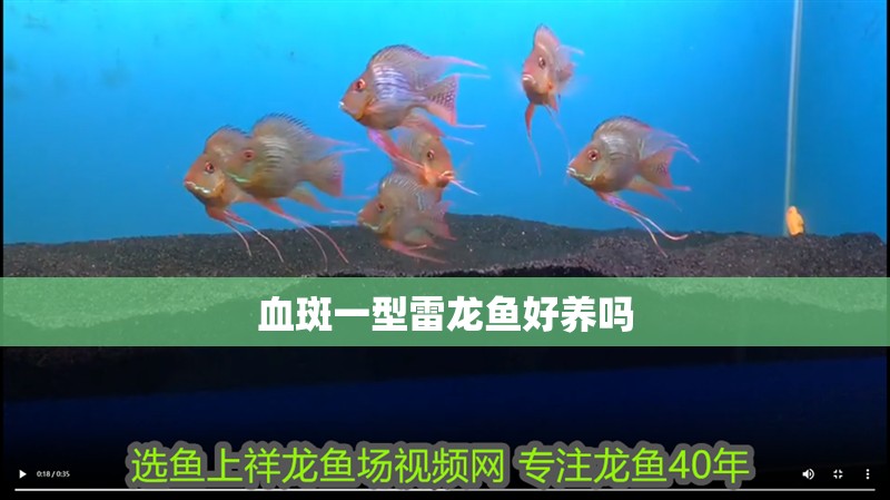 血斑一型雷龍魚好養嗎
