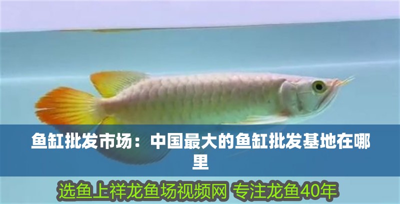 魚缸批發(fā)市場(chǎng)：中國(guó)最大的魚缸批發(fā)基地在哪里