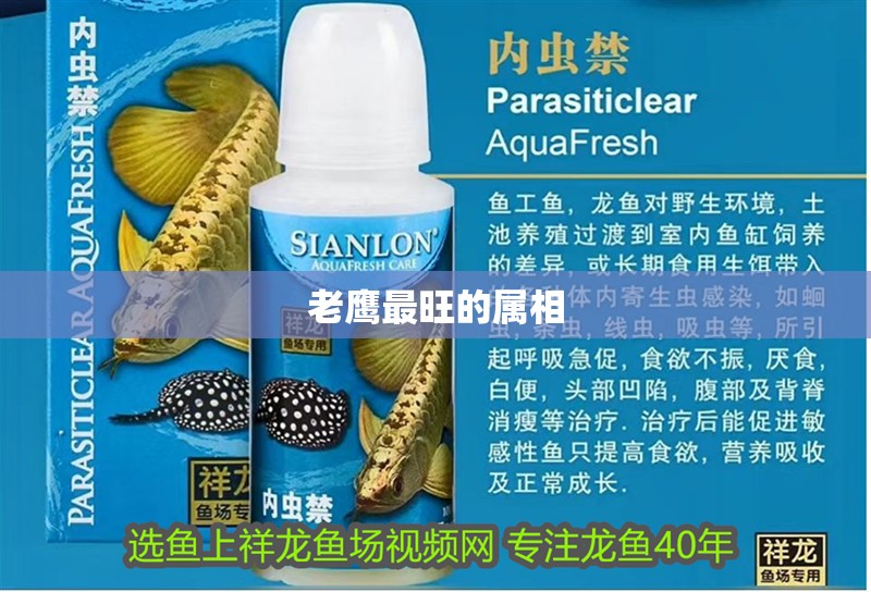 老鷹最旺的屬相