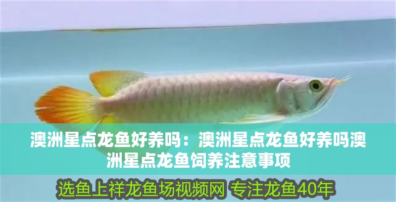 給大魚缸換水的作文:體驗給大魚缸換水的樂趣:體驗給大魚缸換水:給大魚缸換水的作文 澳洲星點龍魚好養(yǎng)嗎:澳洲星點龍魚好養(yǎng)嗎澳洲星點龍魚飼養(yǎng)注意事項 龍魚百科 澳洲星點龍魚好養(yǎng)嗎:澳洲星點龍魚好養(yǎng)嗎澳洲星點龍魚飼養(yǎng)注意事項 澳洲星點龍魚好養(yǎng)嗎:澳洲星點龍魚好養(yǎng)嗎澳洲星點龍魚飼養(yǎng)注意事項 龍魚百科
