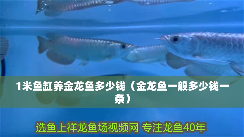1米魚缸養金龍魚多少錢（金龍魚一般多少錢一條）