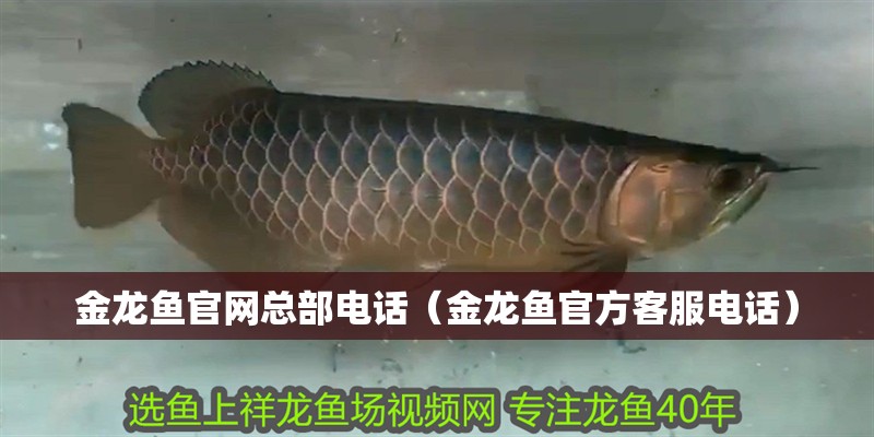 金龍魚官網(wǎng)總部電話（金龍魚官方客服電話）