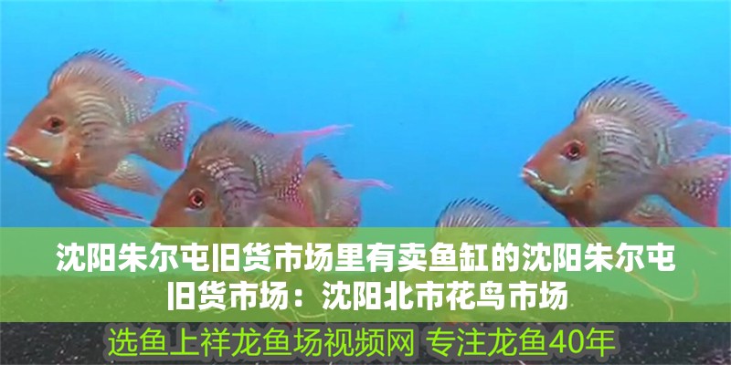沈陽朱爾屯舊貨市場里有賣魚缸的沈陽朱爾屯舊貨市場：沈陽北市花鳥市場