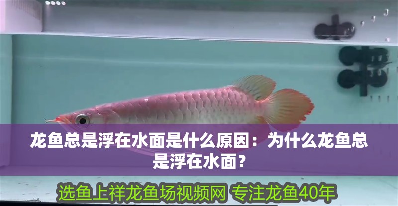 魚缸過濾器選購指南:自制魚缸過濾器魚缸上置過濾器對于養(yǎng)魚愛好者的必備知識 龍魚總是浮在水面是什么原因:為什么龍魚總是浮在水面? 龍魚百科 龍魚總是浮在水面是什么原因:為什么龍魚總是浮在水面? 龍魚總是浮在水面是什么原因:為什么龍魚總是浮在水面? 龍魚百科