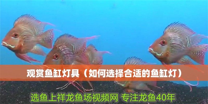 觀賞魚缸燈具（如何選擇合適的魚缸燈）