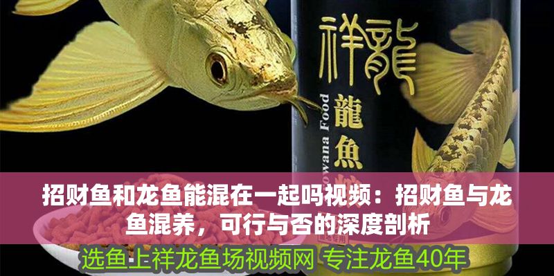 招財魚和龍魚能混在一起嗎視頻：招財魚與龍魚混養(yǎng)，可行與否的深度剖析