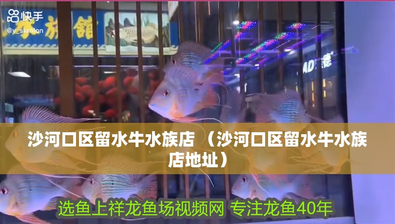 沙河口區留水牛水族店 （沙河口區留水牛水族店地址）