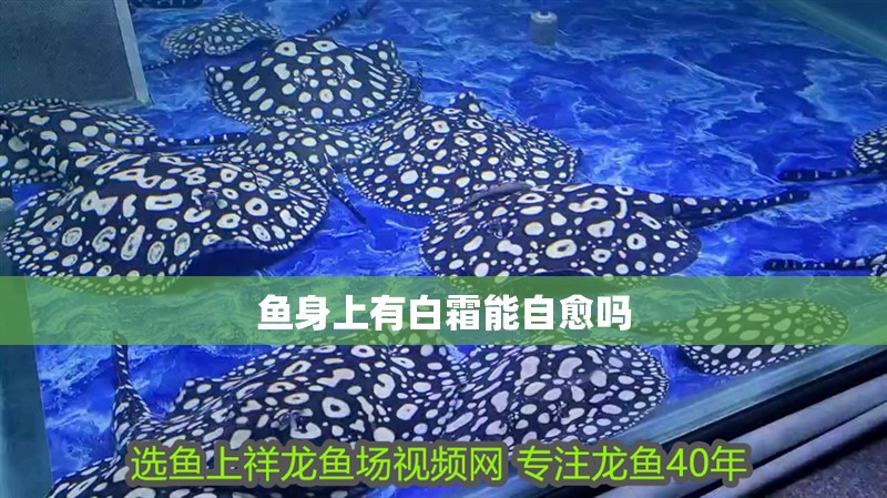 魚缸用增氧泵價格是多少:魚缸增氧機-xtrac增氧機-xtrac增氧機 魚身上有白霜能自愈嗎 龍魚論壇 魚身上有白霜能自愈嗎 魚身上有白霜能自愈嗎 龍魚論壇