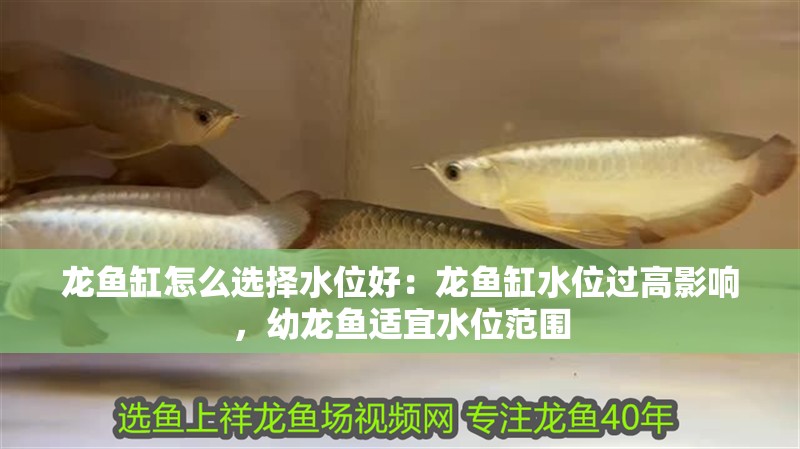 龍魚缸怎么選擇水位好：龍魚缸水位過高影響，幼龍魚適宜水位范圍