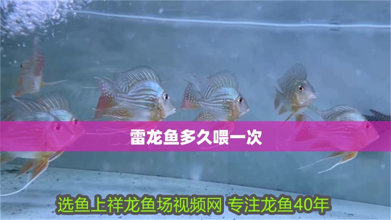 雷龍魚(yú)多久喂一次